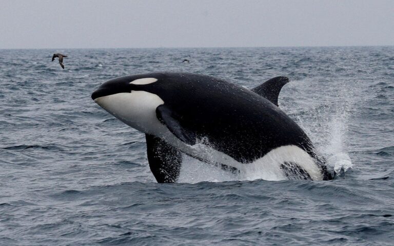 Killer Whale Japan