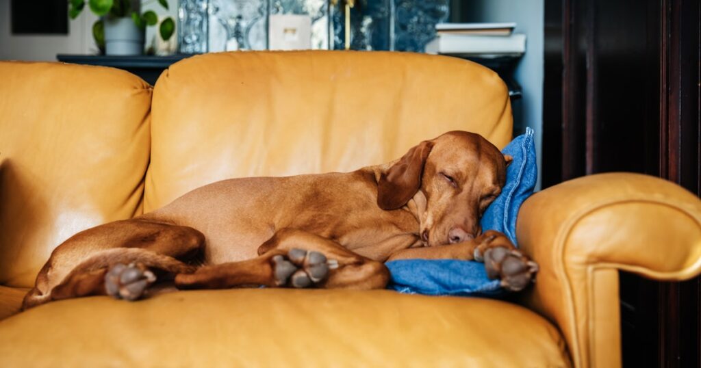 a family dog sleeping