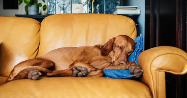 a family dog sleeping