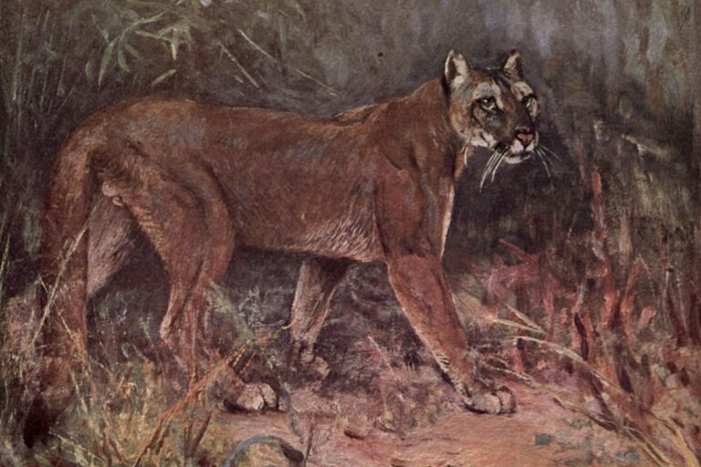 wild beasts of the world puma ce swan 1909