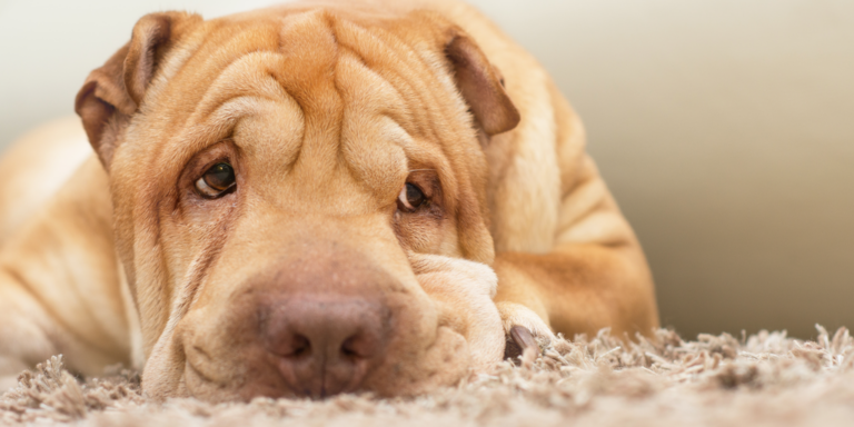 shar pei rug gID 7