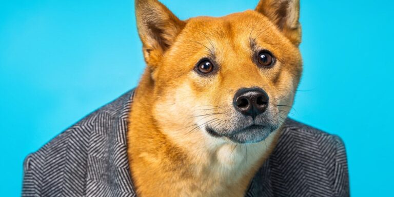 doge dogecoin shiba ina wearing suit jacket gID 7