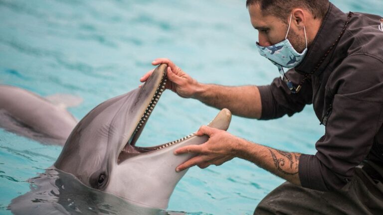 dolphin person
